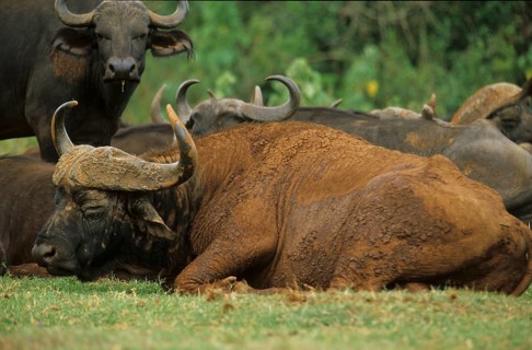 Cape buffalo (Syncerus caffer)