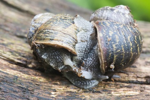 Cornu aspersum, copula (Cornu aspersum)