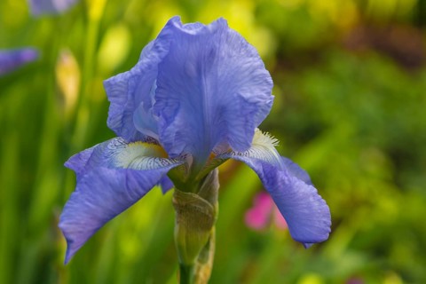 Iris hybrid IRIS SCHWERTLILIE (iris)