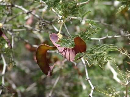 Rose thorn acacia (Acacia ataxacantha)