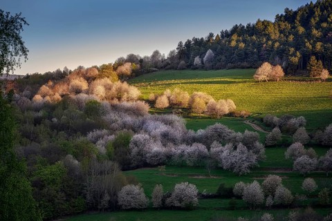 Cherry groves near the village of Brdarka in spring at sunrise in Slovakia