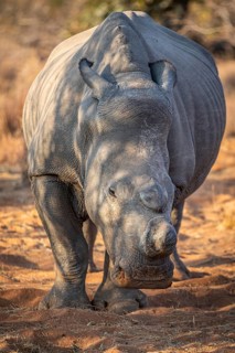 Dehorned White rhino starring at the camera, South Africa, Africa