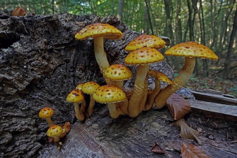 Golden scaly flake (Pholiota aurivella)