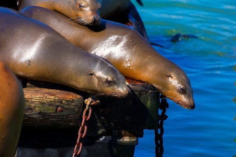 San Francisco Pier 39 lighthouse and seals at California USA