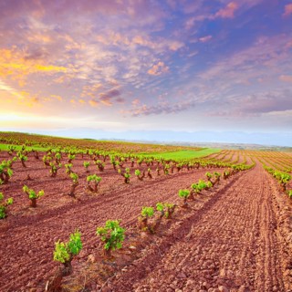 La Rioja vineyard fields by The Way of Saint James in Logrono