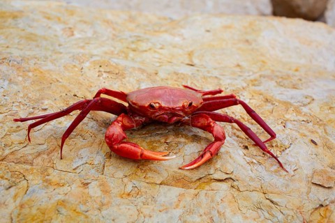 Geryon longipes is a Mediterranean crab red color