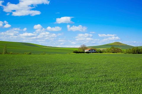 Cereal fields by The Way of Saint James in Castilla near Burgos