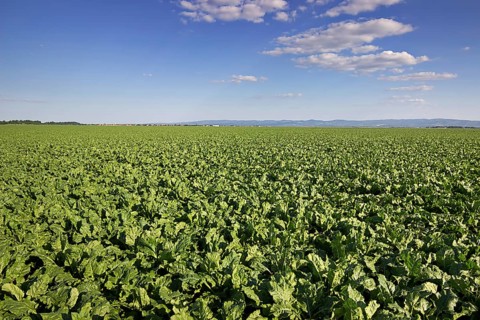 Sugar beet field. Green sugar beets in the ground