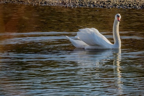 A majestic swan glides over a lake, renaturalised Isar, Landau an der Isar
