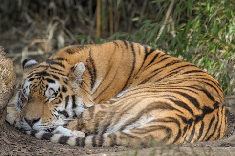 A sleeping tiger lies curled up with its eyes closed, Münster, Germany, Europe