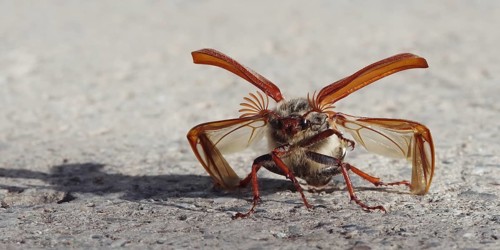 Cockchafer in front of take-off with folded up coverts and unfolded wings