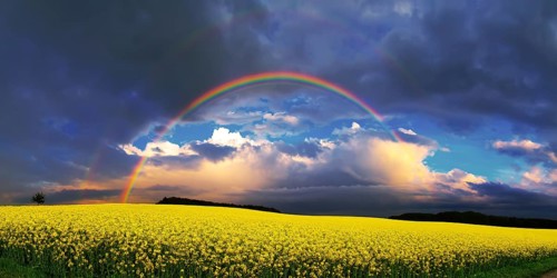Panorama, rainbow over a rape field