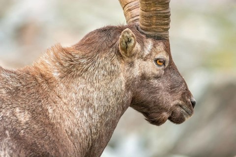 Ibex (capra ibex) in the rocky mountains of the Italian Alps. in the Grand Paradis National Park.