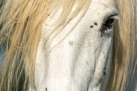 Camargue horse portrait in a pasture in the Camargue national park. Provence-Alpes-Cote d'Azur,