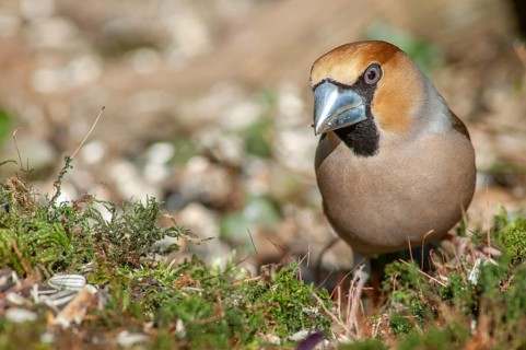 Hawfinch (Coccothraustes coccothraustes) perched on a branch in the forest