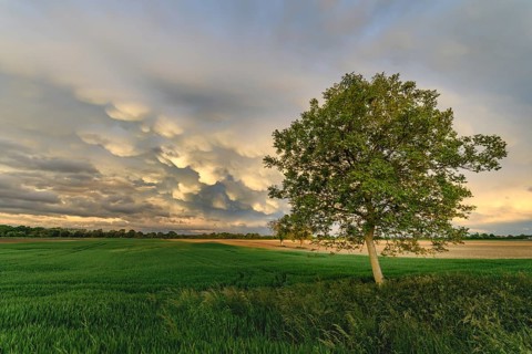 Mammatus clouds over a cereal field in the French countryside