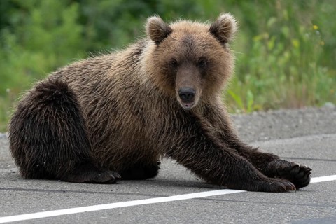 Hungry wild Kamchatka brown bear lies on asphalt road and arrogant looking at camera. Eurasia,