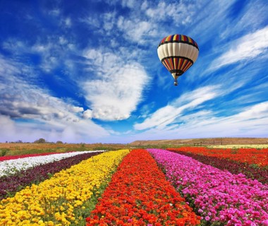 Elegant multi-color rural fields with flowers. Over field the huge air balloon flies