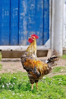 Rooster with brown and black plumage on the green grass