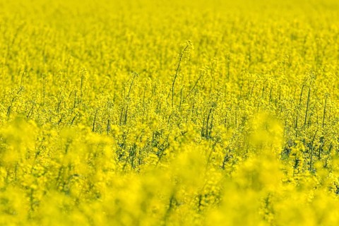 Rapeseed Flowers in rapeseed field. Blooming canola flowers