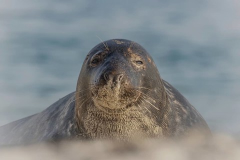 Grey seal (Halichoerus grypus), portrait, Heligoland Island, Germany, Europe