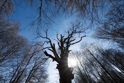 Primeval forest Urwald Sababurg, Hofgeismar, Weser Uplands, Weserbergland, Hesse, Germany, Europe