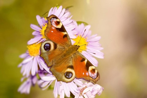 An image of a nice butterfly Aglais io