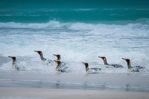 King penguins (Aptenodytes patagonicus) coming out of the sea, Volunteer Point, Falkland Islands,