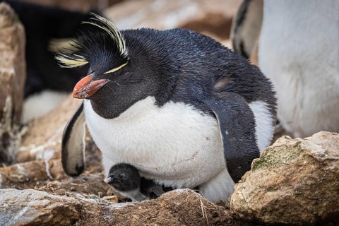 Rockhopper penguin (Eudyptes chrysocome), with chicks in its nest, Pebble Island, Falkland Islands,