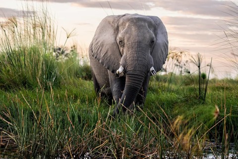 Elephant (Loxodonta africana) in the reeds, Moremi Game Reserve, Okavango Delta, Maun, Botswana,