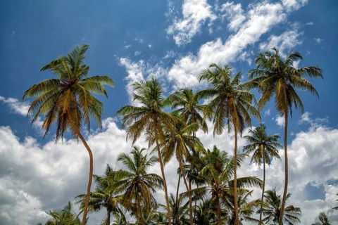 Palms