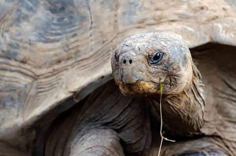 Giant tortoise