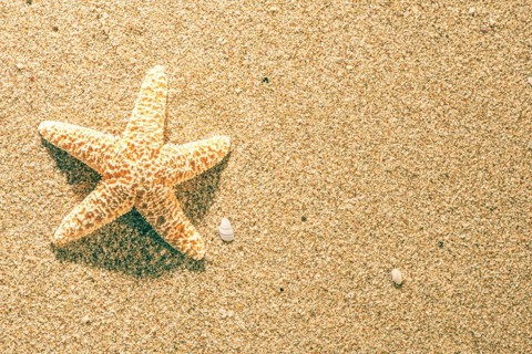 Sunrise on the beach. Starfish