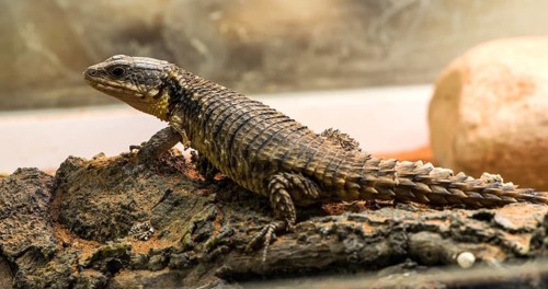 Lizard between leaves and stones