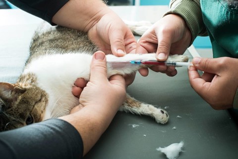 Veterinary Blood test. Cat in vetrinary