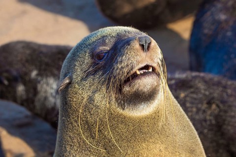 Charming marine mammals. Large animals - eared seals bask in the sun. Africa. Namibia. Cape Cross