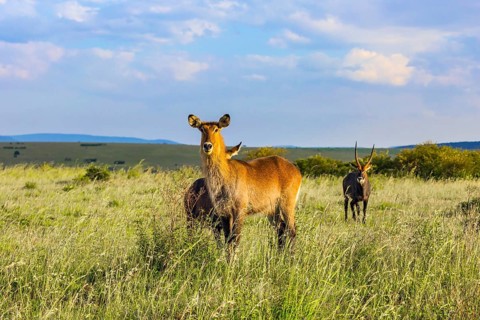 Kenya. The most beautiful inhabitant of the African savannah is a waterbuck - large strong antelope