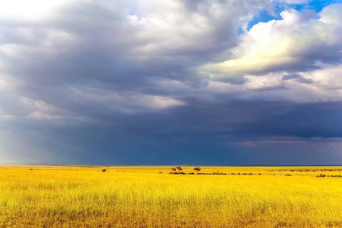 Journey to Africa. Storm clouds over the savannah. The famous Masai Mara Reserve in Kenya. The