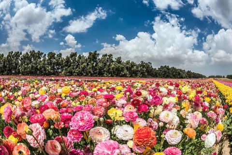 Spring Flowers. Picturesque field of buttercups growing strips. Israeli kibbutz