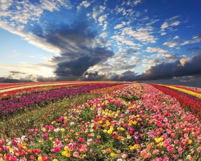 Spring storm over a field with buttercups. Flowers grow bright multi-colored strips and are ready