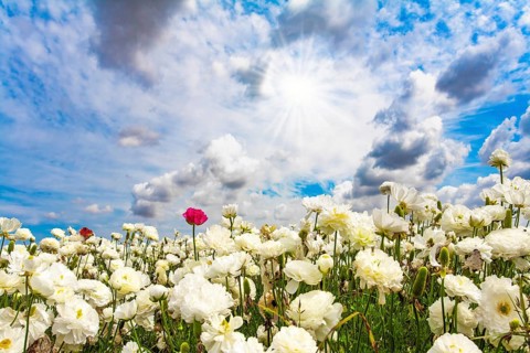 Israel. Picturesque fields of large terry white buttercups Ranunculus. The kibbutzim of the south