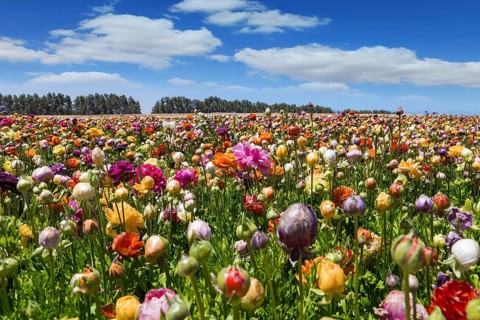 Magnificent kibbutz field of blossoming buttercups. Huge field of colorful buttercups. Spring in