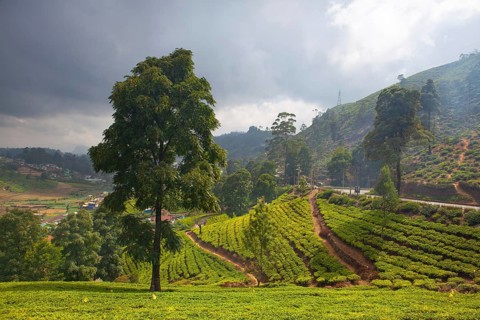 Nuwara Eliya tea plantation in Sri Lanka. Nuwara Eliya is the most important place for tea