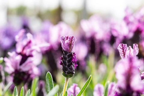 Lavandula stoechas, family of Lamiaceae, Majorca, Spain, Europe