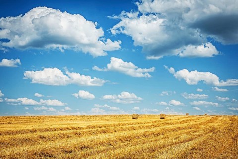 Harvested field of wheat with cloudy sky
