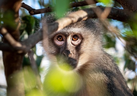 Vervet Monkey (Chlorocebus pygerythrus) hiding in a tree, close-up shot, Kruger National Park,