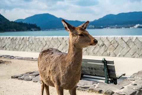 Encounter with an islander deer