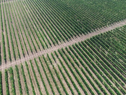 Green rows of grape bushes. Vineyard plantations. Agro-industrial zone