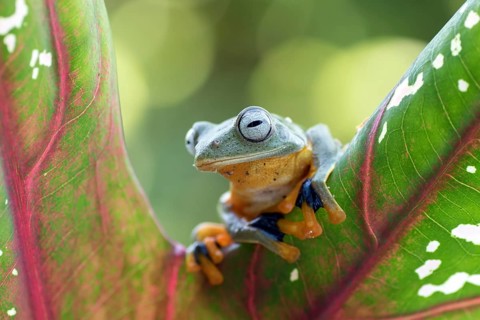 Green tree flying frog (Rhacophorus reinwarditii) sitting on a leaf