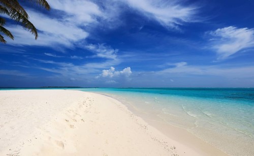 Idyllic Beach with Palm Trees at the Maldives, Indian Ocean